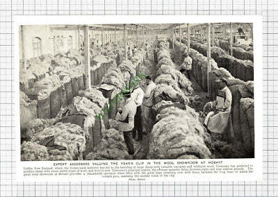 Hobart Wool Showroom Tasmania - c.1920s Cutting / Print