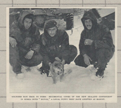 C4012) Regimental Cooks New Zealand Contingent Korea Puppy Butch - 1951 Clip