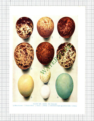 BIRD EGGS Buzzard Osprey Bittern Heron Peregrine Falcon - c.1960s Book Print