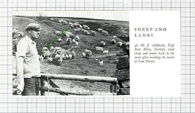 Mr J Atkinson High Row Mires Hartoft Sheep - 1970s Cutting