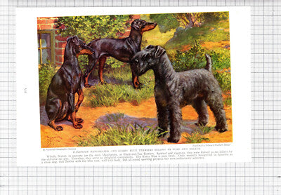 Manchester Terrier Kerry Blue Edward Herbert Miner - c.1936 Book Print / Cutting