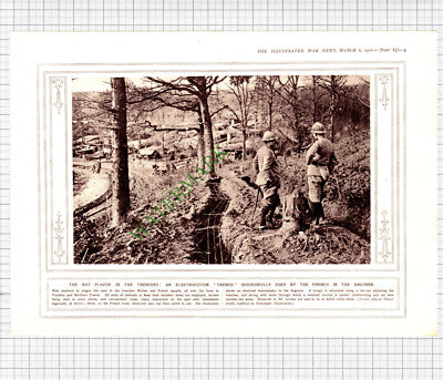 9966) Rat Exterminating World War One Trenches Argonne - 1916 Cutting / Print