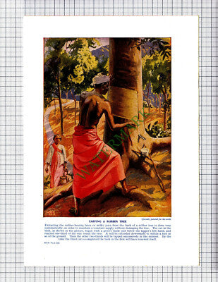 9423) Cotton Gathering Egypt / Tapping Rubber Tree - c.1950s Print / Cutting