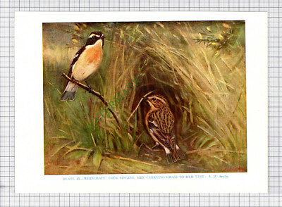 9581) WHINCHAT A W Seaby - 1966 Bird Book Print