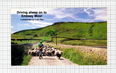 Embsay Moor Sheep Driving - 1987 Small Cutting