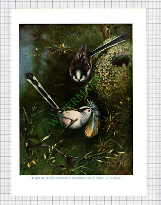 9645) LONGTAILED TIT A W Seaby - 1966 Bird Book Print