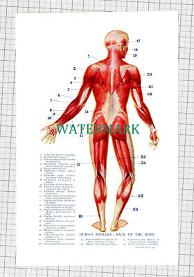 C1062) Human Body Back Muscles - c.1915 Print