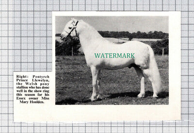 C5279) PENTYRCH PRINCE LLEWELYN Welsh Pony Mary Houlden - 1971 Cutting