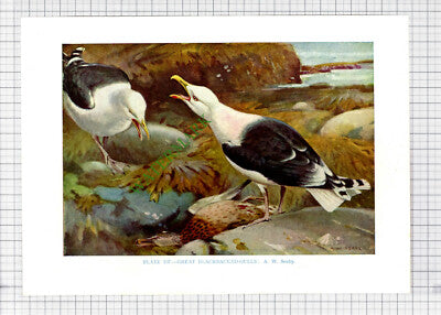 9663) GREAT BLACKBACKED GULLS SEAGULL A W Seaby - 1966 Bird Book Print