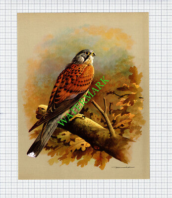 Kestrel Basil Ede - 1960s Bird Print