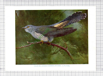 9654) CUCKOO A W Seaby - 1966 Bird Book Print