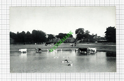 Nun Monkton Yorkshire - c.1950 Print / Cutting
