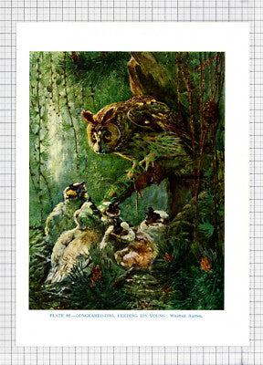 9657) LONGEARED OWL Winifred Austen - 1966 Bird Book Print