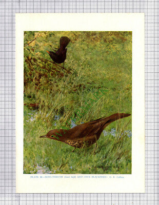 9565) BLACKBIRD and SONG THRUSH G E Collins - 1966 Bird Book Print