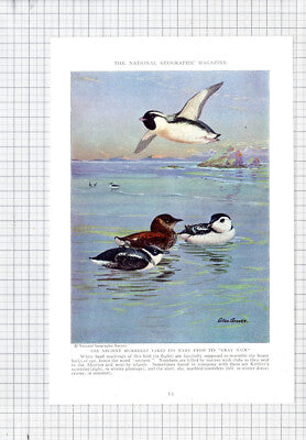 Ancient Murrelet Auk Bird Allan Brooks - c.1936 Book Print / Cutting