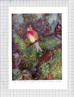 9541) LINNET A W Seaby - 1966 Bird Book Print