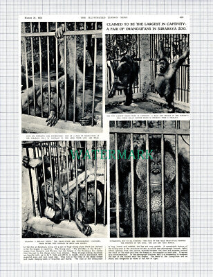 X715) Surabaya Zoo Java Orang Utans - 1951 Clip