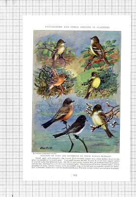 Least Flycatcher Alder Phoebe Bird Allan Brooks - c.1936 Book Print / Cutting