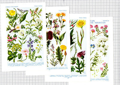 Wild Flowers Print- c.1950s Book Prints