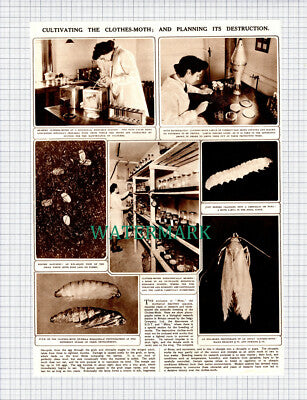 (X144) Clothes Moth Mitin DDT Geigy Company Ltd - 1949 Clip