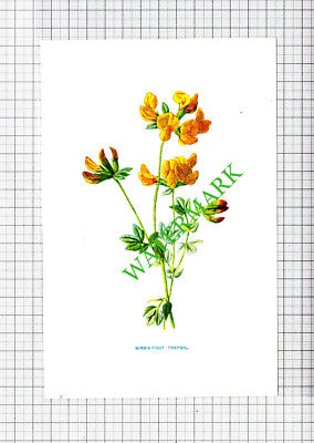 Bird's-Foot Trefoil Botannical Flower Plant PRINT - c.1900 Small Print