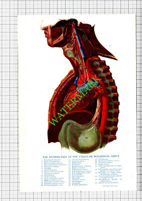 VAGUS NERVE - Small Antique Medical Print c.1915