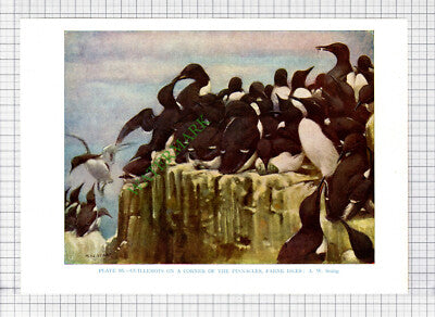 9651) GUILLEMOT FARNE ISLES A W Seaby - 1966 Bird Book Print