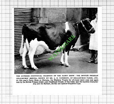 Mr JH Paterson Smallburgh Farms Ltd Cow Smallburgh Brenda - 1953 Cutting