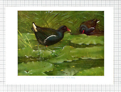 WATERHEN Bird A W Seaby - c.1960s Book Print