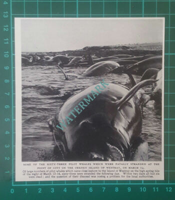 C853) Island of Westray Orkney Stranded Pilot Wales Point of Cott - 1955
