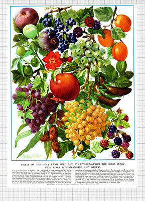 Holy Plants Fruit Herbs Flowers Religious Bible -1950s 2-Part Cutting / Print
