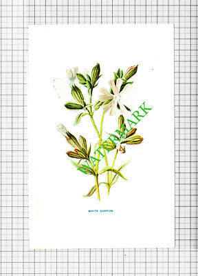 White Campion Botannical Flower Plant PRINT - c.1900 Small Print