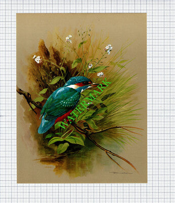 Kingfisher Basil Ede - 1960s Bird Print