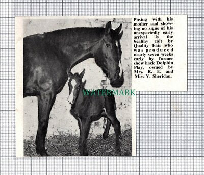 C5326) Quality Fair Horse Dolphin Play Mrs RE & Miss V Sheridan - 1968 Cutting
