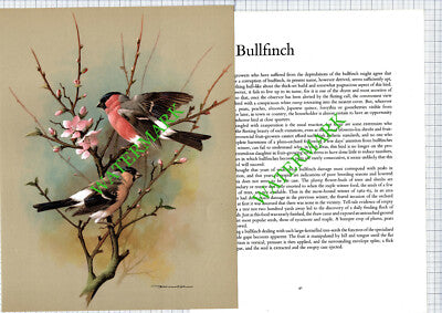Bullfinch Basil Ede - 1970s Bird Print