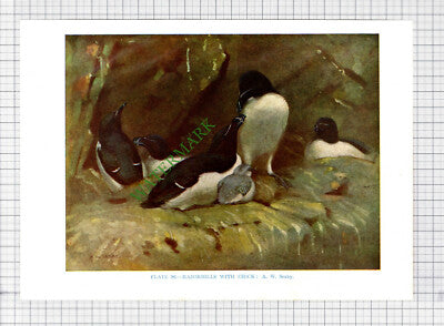 9666) RAZORBILL A W Seaby - 1966 Bird Book Print