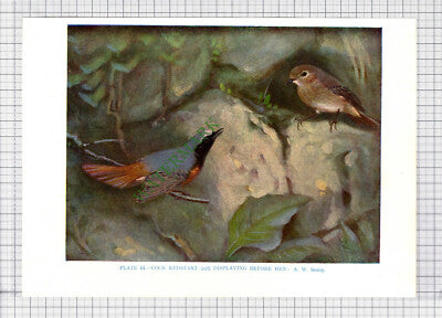 9588) REDSTART A W Seaby - 1966 Bird Book Print