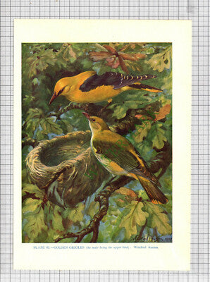 9748) GOLDEN ORIOLES Winifred Austen - 1966 Bird Book Print