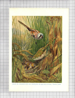 9750) BEARDED TIT Winifred Austen - 1966 Bird Book Print