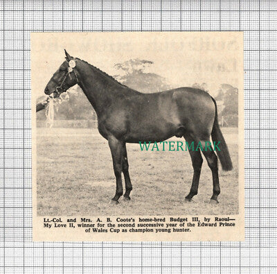 C3096) Col A B Coote Budget III Raoul My Love II Horse - 1969