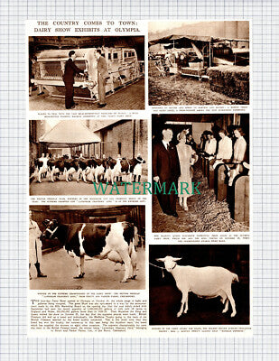 (X20) Dairy Show At Olympia Lavenham Chancery 22nd Strutt & Parker - 1948 Clip
