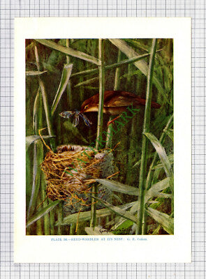 9594) REED WARBLER G E Collins - 1966 Bird Book Print