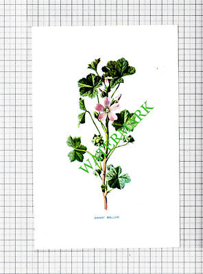 DWARF MALLOW Botannical Flower Plant PRINT - c.1900 Small Print