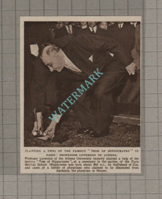 C3269) Prof Loverdos of Athens University Plants Twig Tree Of Hippocrates 1951