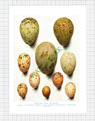 BIRD EGGS Curlew Bustard Coot Crake Water-rail H Gronvold - c.1960s Print