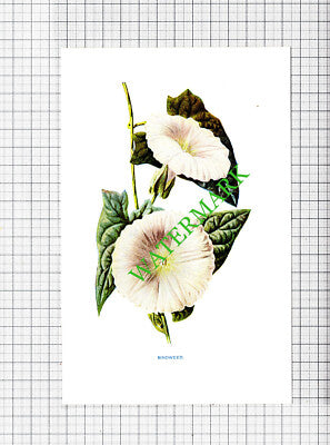 BINDWEED Botannical Flower Plant PRINT - c.1900 Small Print