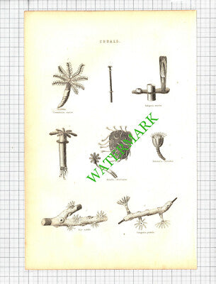Corals - 19th Century Book Print