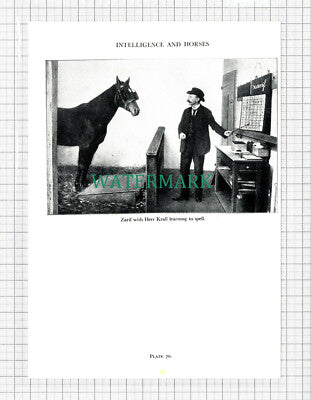 C5481) Herr Krall Horse Zarif - 1955 Cutting