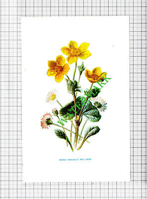Marsh Marigold and Daisy Botannical Flower Plant - c.1900 Small Print