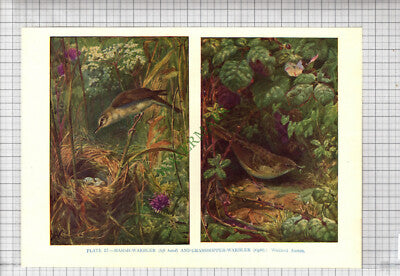 9752) MARSH WARBLER GRASSHOPPER WARBLER Winifred Austen - 1966 Bird Book Print